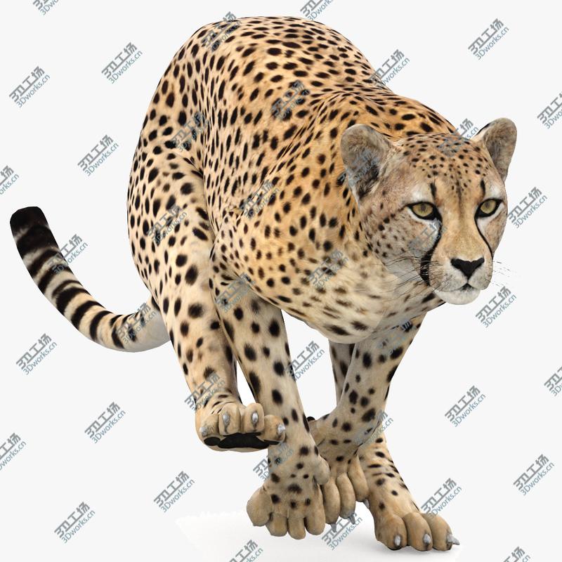 images/goods_img/2021040233/Cheetah Animated 3D model/1.jpg